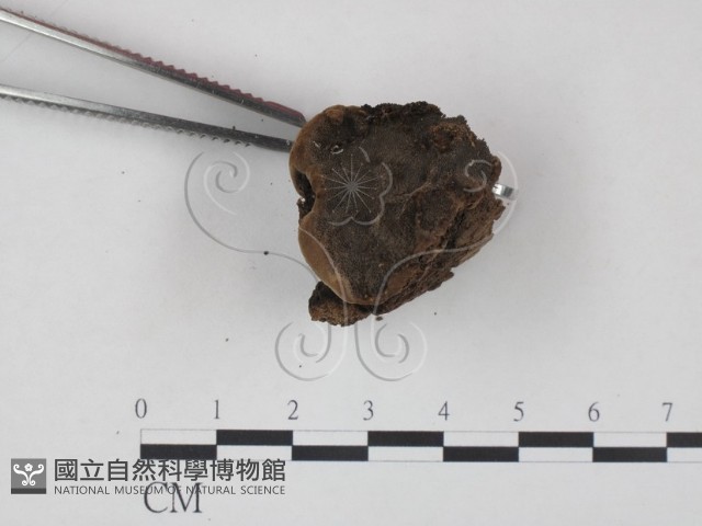 登錄號:F0017270藏品圖，第3張
