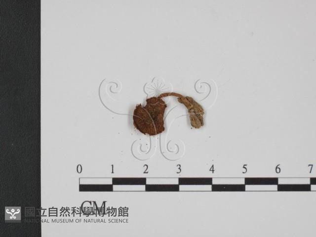 登錄號:F0005270藏品圖，第3張