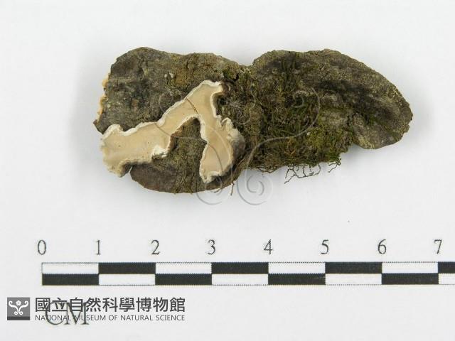 登錄號:F0015270藏品圖，第3張