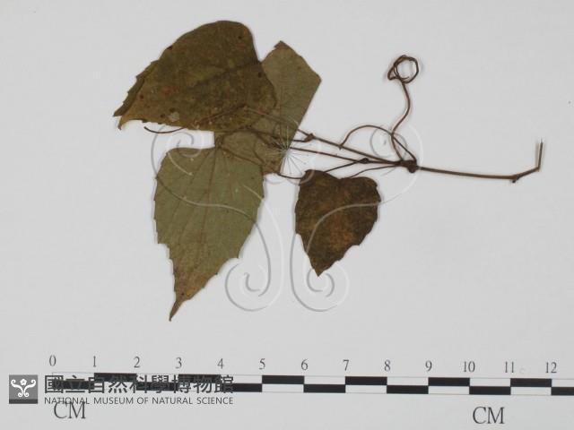 登錄號:F0019270藏品圖，第3張