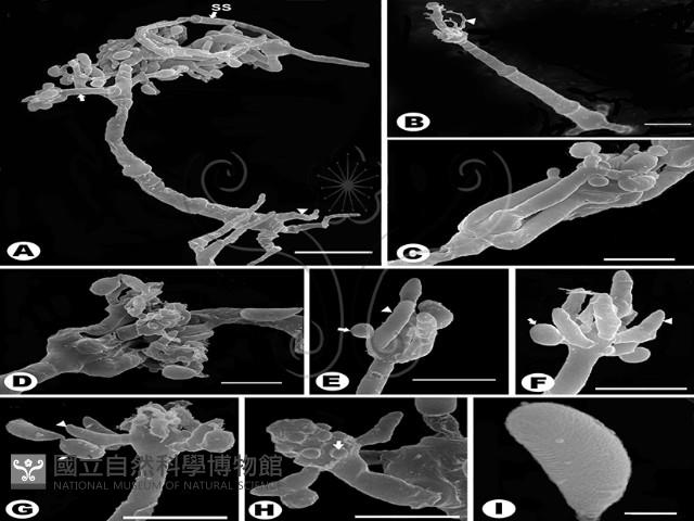 登錄號:F0023270藏品圖，第3張