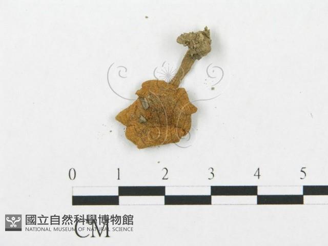 登錄號:F0003270藏品圖，第3張