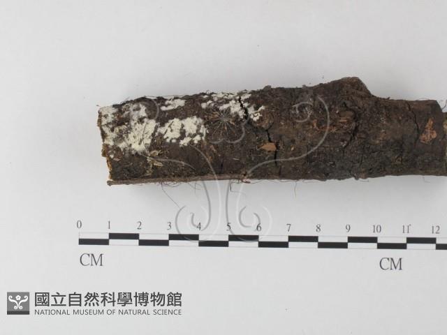 小皮傘屬藏品圖，第3張