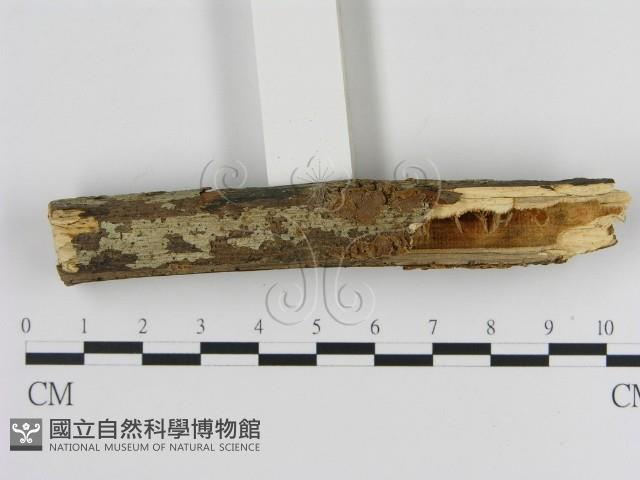刺革菌屬藏品圖，第3張