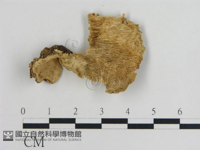 登錄號:F0010870藏品圖，第3張