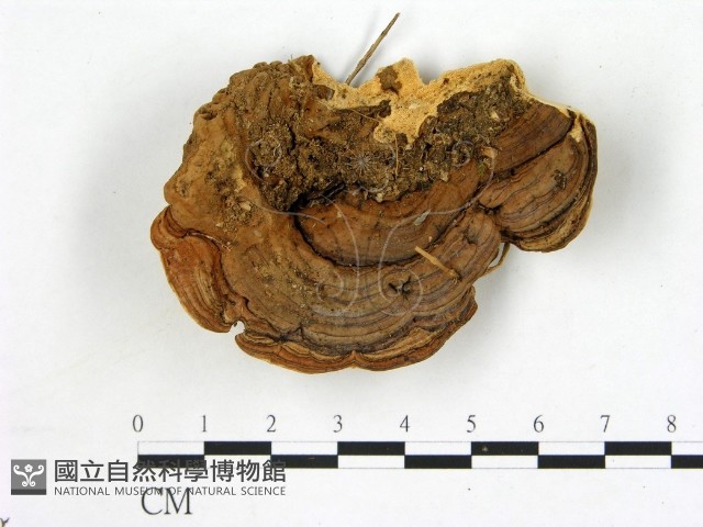 登錄號:F0006870藏品圖，第3張
