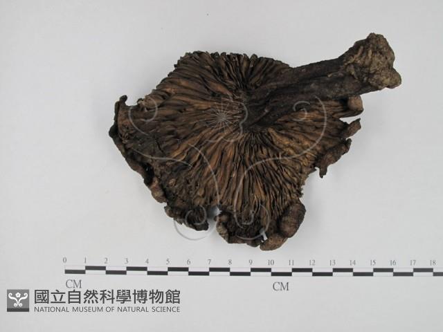 登錄號:F0016870藏品圖，第3張