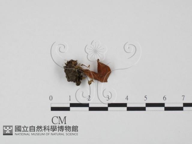 登錄號:F0021870藏品圖，第3張