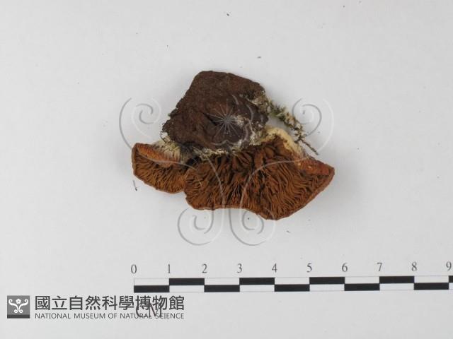 登錄號:F0001870藏品圖，第3張