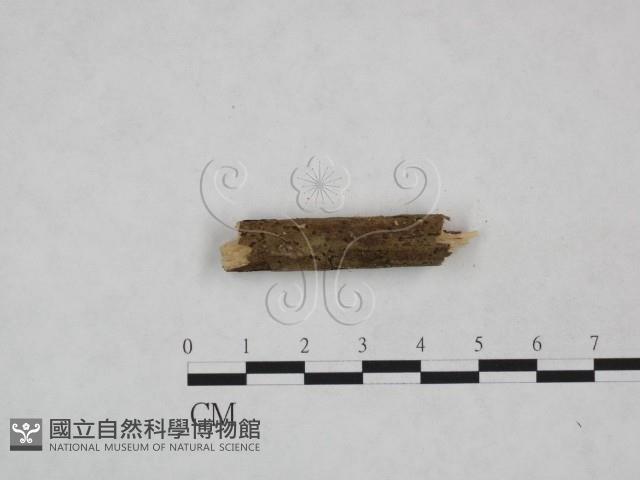 筍殼菌屬藏品圖，第3張