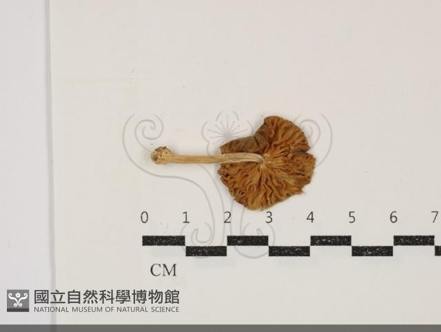 登錄號:F0034870藏品圖，第3張