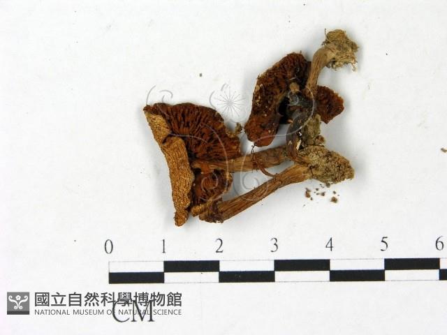 登錄號:F0022870藏品圖，第3張
