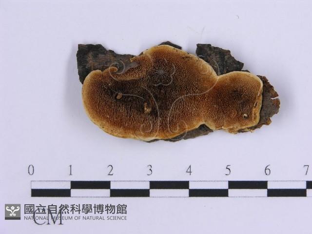 登錄號:F0017870藏品圖，第1張
