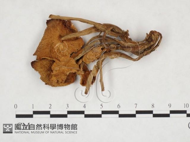 登錄號:F0025870藏品圖，第3張