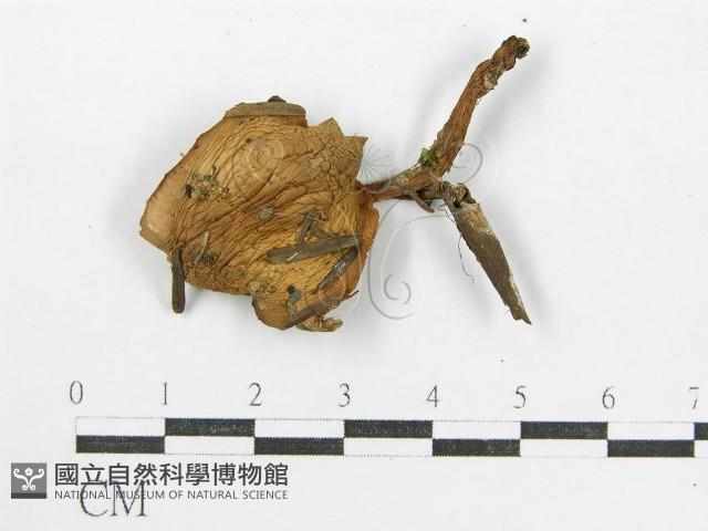 登錄號:F0015870藏品圖，第3張