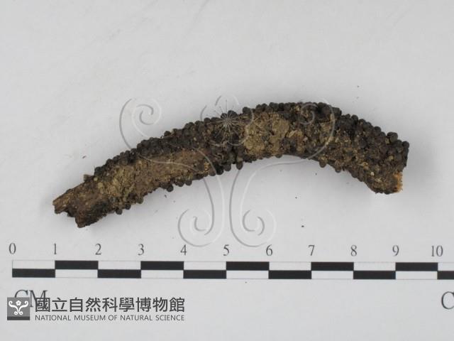 Accession Number:F0009870 Collection Image, Figure 3, Total 6 Figures