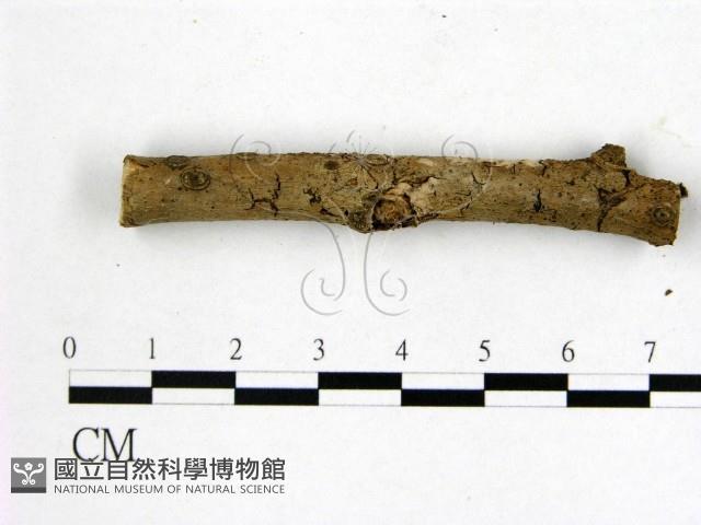 顯絲菌屬藏品圖，第3張