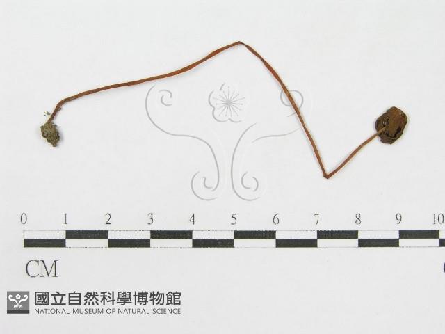 登錄號:F0010970藏品圖，第3張