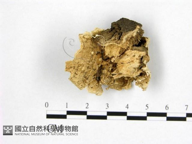 登錄號:F0006970藏品圖，第3張