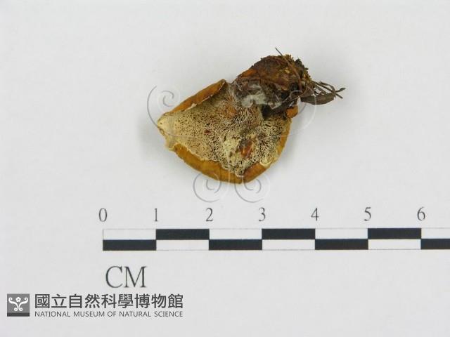 登錄號:F0016970藏品圖，第3張