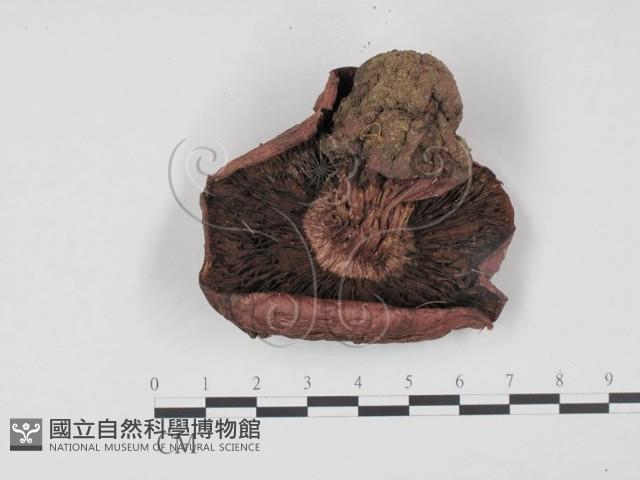 登錄號:F0021970藏品圖，第3張