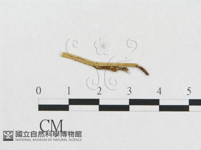登錄號:F0011970藏品圖，第1張