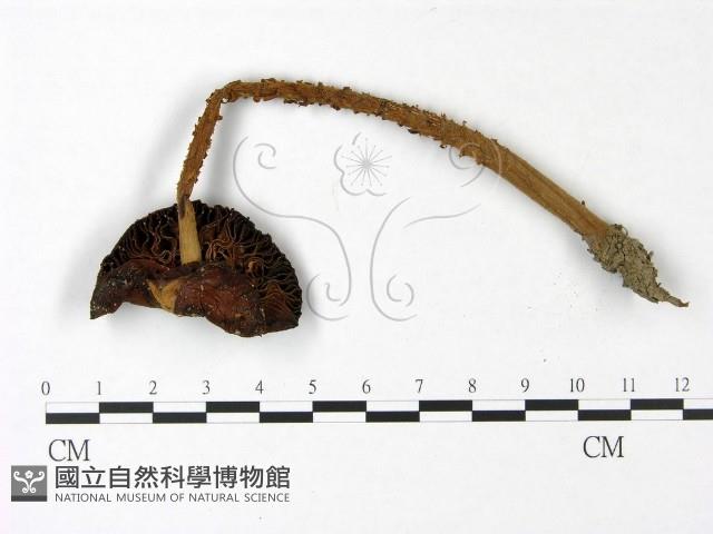 登錄號:F0022970藏品圖，第3張