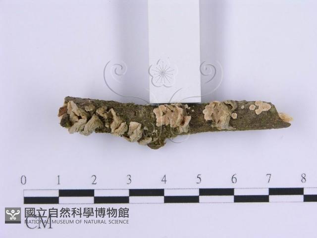 登錄號:F0002970藏品圖，第3張