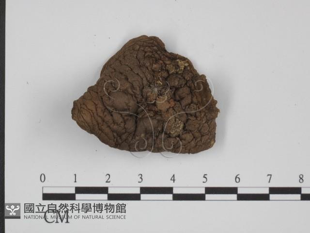 登錄號:F0012970藏品圖，第3張