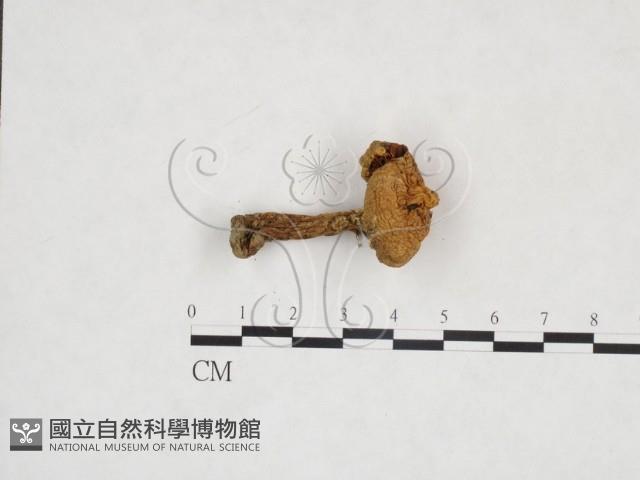 登錄號:F0025970藏品圖，第3張