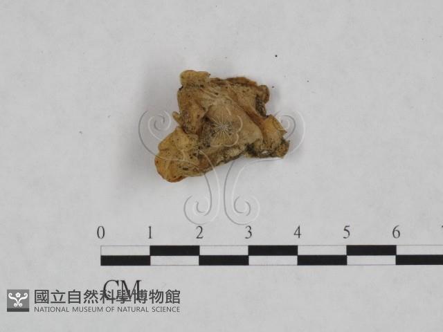毛木耳藏品圖，第3張