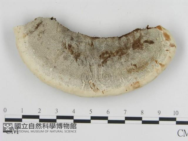 登錄號:F0013970藏品圖，第3張