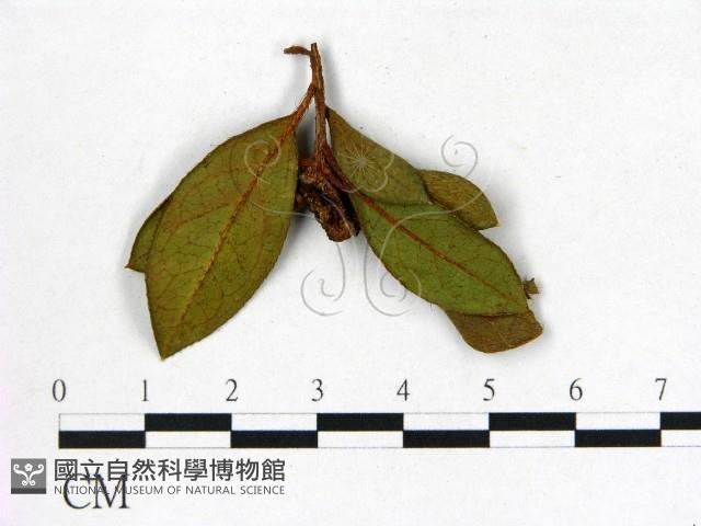 館號:F0020670藏品圖，第3張
