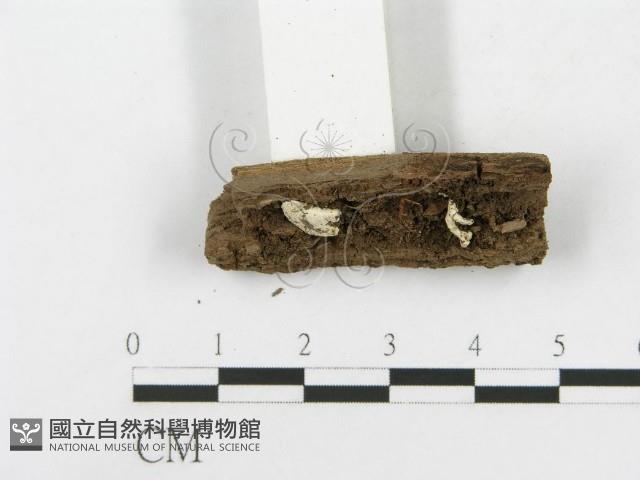 登錄號:F0010670藏品圖，第3張