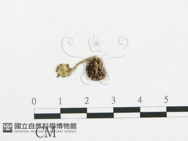 傘菌屬藏品圖，第3張
