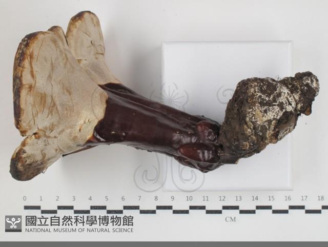 赤芝藏品圖，第3張