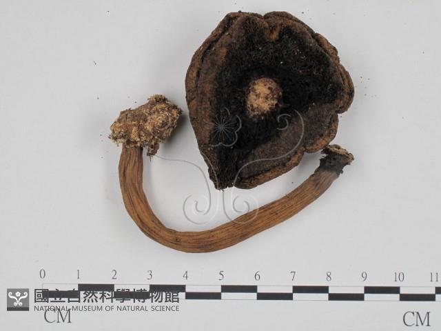 登錄號:F0024670藏品圖，第3張