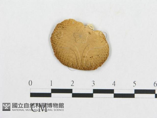 登錄號:F0014670藏品圖，第3張