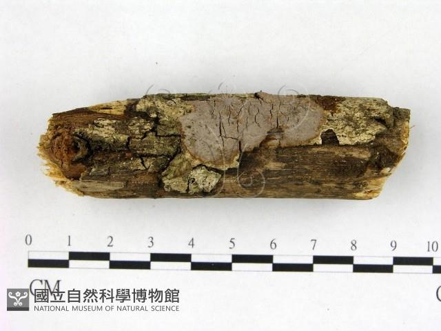 刺革菌屬藏品圖，第3張