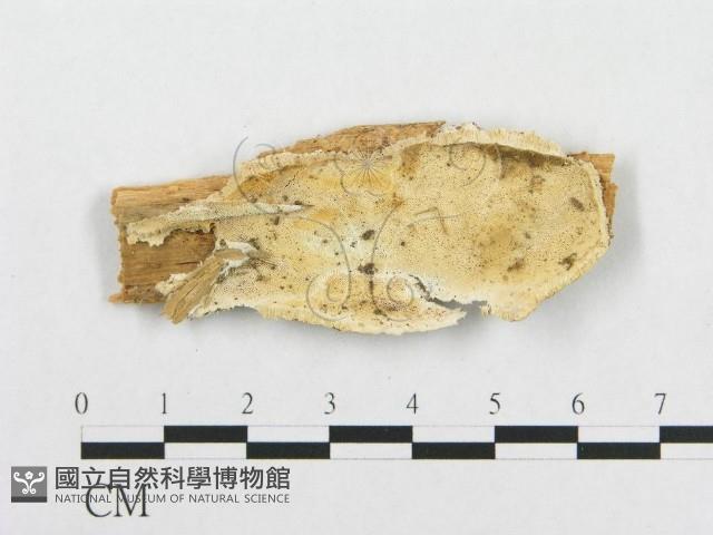 登錄號:F0017670藏品圖，第1張