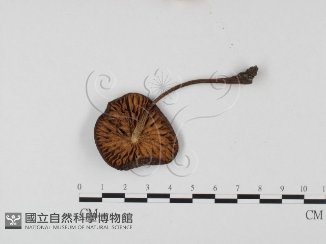 登錄號:F0025670藏品圖，第3張
