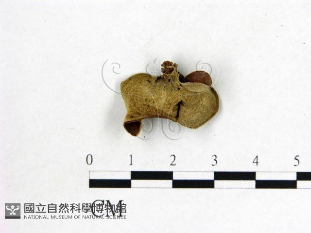 毛木耳藏品圖，第3張