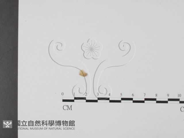 登錄號:F0019670藏品圖，第3張