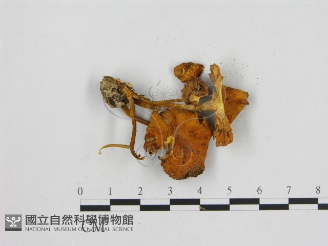 小菇屬藏品圖，第3張