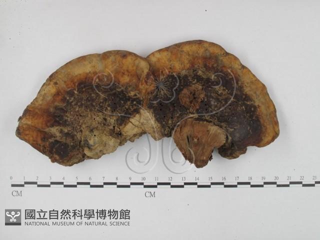 靈芝屬藏品圖，第3張