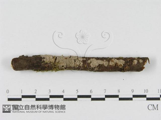 登錄號:F0010470藏品圖，第3張