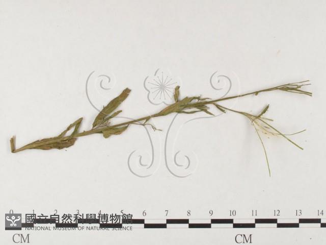 登錄號:F0026470藏品圖，第1張
