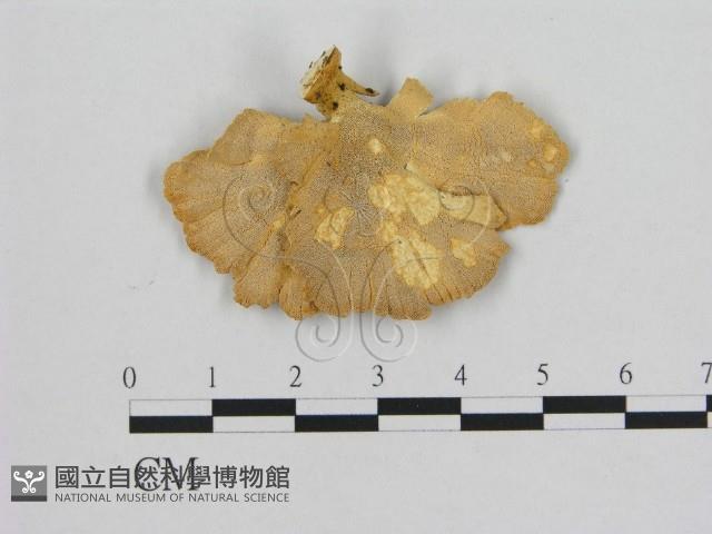 登錄號:F0006470藏品圖，第3張