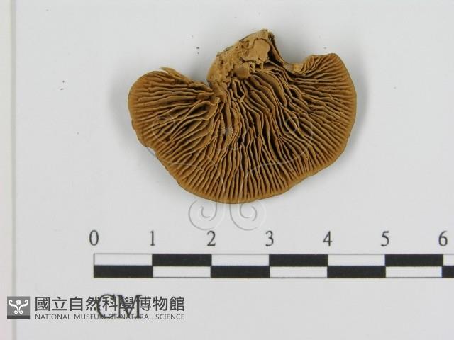 Accession Number:F0016470 Collection Image, Figure 3, Total 3 Figures