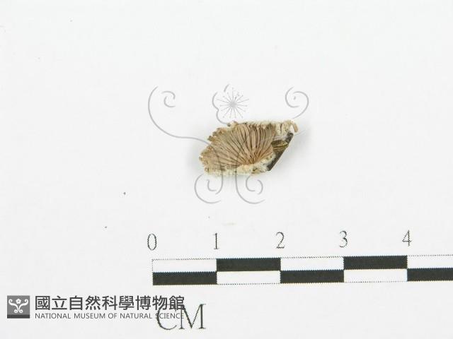 裂褶菌藏品圖，第3張